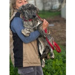 Tigrotta Dolce Cucciolina Taglia Medio Piccola Cerca Adozione - 10 Mesi - Foto n. 2