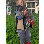 Tigrotta Dolce Cucciolina Taglia Medio Piccola Cerca Adozione - 10 Mesi - Foto n. 3