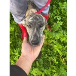 Tigrotta Dolce Cucciolina Taglia Medio Piccola Cerca Adozione - 10 Mesi - Foto n. 4