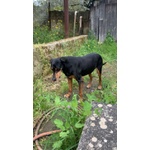 Fritz 5-6anni Dolce Segugio - Foto n. 2