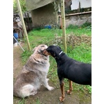 Fritz 5-6anni Dolce Segugio - Foto n. 3