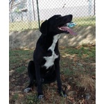 🐶 Altra Razza maschio in adozione a Milano (MI) e in tutta Italia da privato