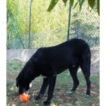 Galileo Giovane Buono e Simpatico - Foto n. 4