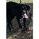 Galileo Giovane Buono e Simpatico - Foto n. 5