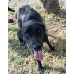 Galileo Giovane Buono e Simpatico - Foto n. 6