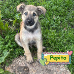 🐶 Altra Razza maschio di 3 mesi in adozione a Latina (LT) e in tutta Italia da associazione animali