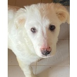 Aurora Dolce Cucciolotta 5 mesi Cerca casa - Adozione Canile di Latina - Foto n. 2