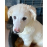 Aurora Dolce Cucciolotta 5 mesi Cerca casa - Adozione Canile di Latina - Foto n. 3