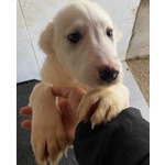 Aurora Dolce Cucciolotta 5 mesi Cerca casa - Adozione Canile di Latina - Foto n. 4