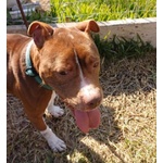 🐶 Pitbull femmina in adozione a Milano (MI) e in tutta Italia da privato