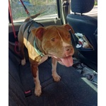 Dalila Giovane, Socievole e Buona con Tutti! - Foto n. 3