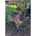 🐶 Altra Razza maschio in adozione a Milano (MI) e in tutta Italia da privato