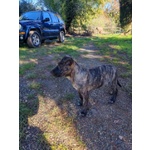 Cucciolo Rimasto Solo! tg Media - Foto n. 2