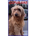 🐶 Altra Razza maschio in adozione a Milano (MI) e in tutta Italia da privato