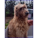 Giovanni Timido Spinoncino Cerca Affetto - Foto n. 2