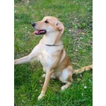 🐶 Altra Razza femmina in adozione a Milano (MI) e in tutta Italia da privato