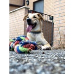 Raily 4anni Brava ed Affettuosa - Foto n. 2