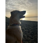 Raily 4anni Brava ed Affettuosa - Foto n. 4