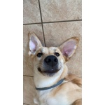 Raily 4anni Brava ed Affettuosa - Foto n. 5