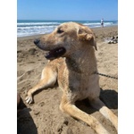 Raily 4anni Brava ed Affettuosa - Foto n. 6