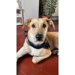 Raily 4anni Brava ed Affettuosa - Foto n. 8