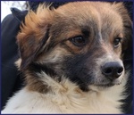 🐶 Altra Razza maschio in adozione a Milano (MI) e in tutta Italia da privato