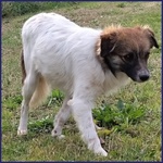 Metzcal Giovane tg Picc. Vuole le Coccole! - Foto n. 4