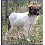 Metzcal Giovane tg Picc. Vuole le Coccole! - Foto n. 5