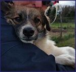 Metzcal Giovane tg Picc. Vuole le Coccole! - Foto n. 6