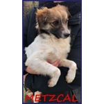 Metzcal Giovane tg Picc. Vuole le Coccole! - Foto n. 7