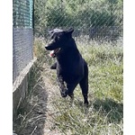 🐶 Altra Razza maschio in adozione a Milano (MI) e in tutta Italia da privato