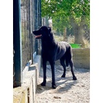 Aron 1anno Ideale per ogni Famiglia - Foto n. 2