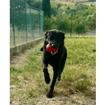 Aron 1anno Ideale per ogni Famiglia - Foto n. 3