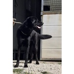 Aron 1anno Ideale per ogni Famiglia - Foto n. 4