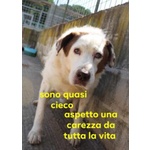 🐶 Altra Razza maschio in adozione a Milano (MI) e in tutta Italia da privato