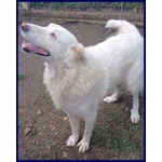 Bomba Giovane e Superaffettuosa - tg Abbondante - Foto n. 2