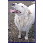 🐶 Altra Razza femmina in adozione a Milano (MI) e in tutta Italia da privato