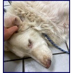 Bomba Giovane e Superaffettuosa - tg Abbondante - Foto n. 3