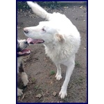 Bomba Giovane e Superaffettuosa - tg Abbondante - Foto n. 4