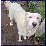 Bomba Giovane e Superaffettuosa - tg Abbondante - Foto n. 5