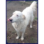 Bomba Giovane e Superaffettuosa - tg Abbondante - Foto n. 6