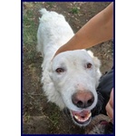 Bomba Giovane e Superaffettuosa - tg Abbondante - Foto n. 8