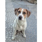 🐶 Altra Razza maschio in adozione a Milano (MI) e in tutta Italia da privato