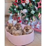 🐶 Volpino Pomerania femmina di 2 mesi in vendita a Roma (RM) e in tutta Italia da privato