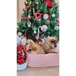 Spitz Tedesco Nano - Foto n. 2