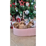 Spitz Tedesco Nano - Foto n. 4