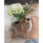 Spitz Tedesco Nano - Foto n. 5