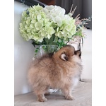 Spitz Tedesco Nano - Foto n. 7