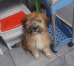 🐶 Yorkshire femmina di 5 mesi in adozione a Milano (MI) da privato