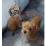 Bobby e Birba Cuccioli Deliziosi Aspettano una Famiglia - Foto n. 2